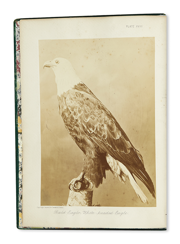 (NATURAL HISTORY.) Vennor, Henry G. Our Birds of Prey, or the Eagles, Hawks and the Owls of Canada.